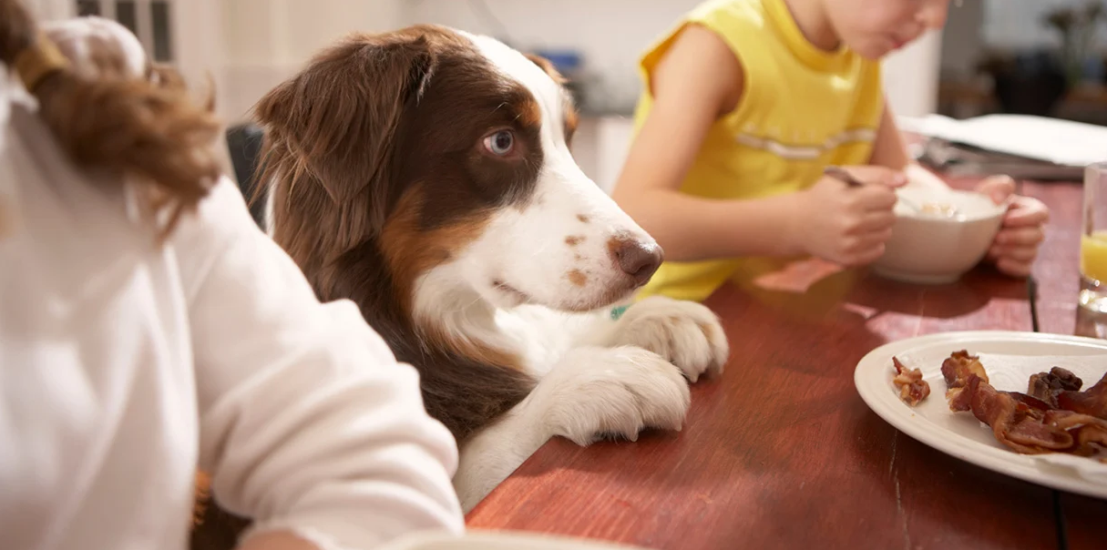 can mouldy bread kill a dog