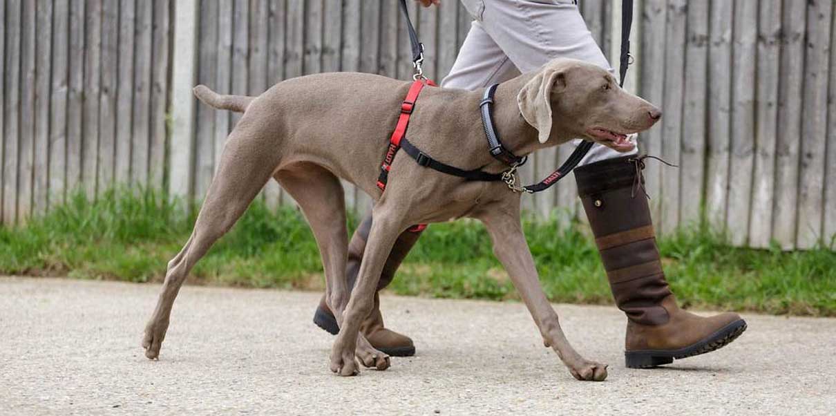 How to Stop Your Dog From Pulling on the Lead Pet .nz