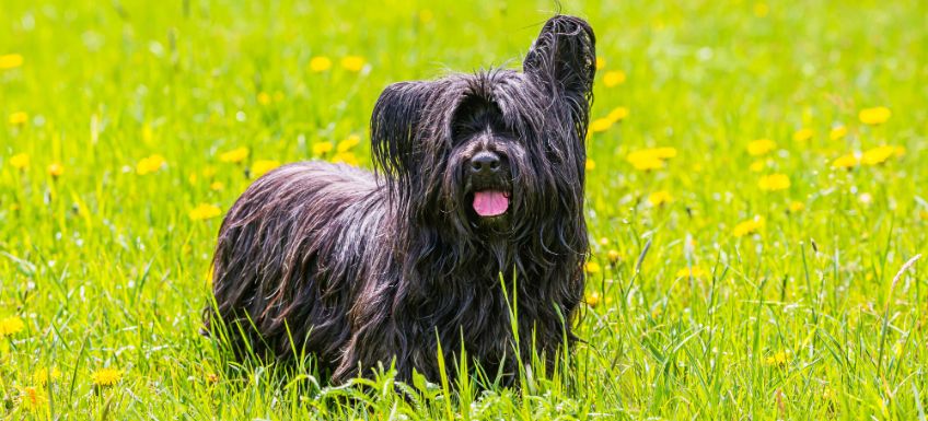 Skye terrier life store span