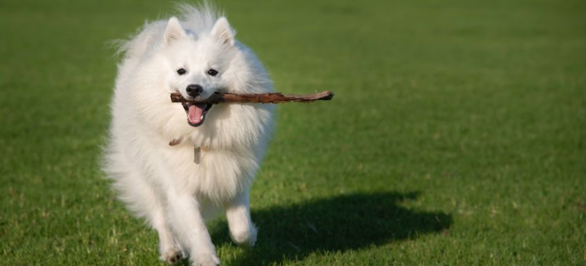 Guide to Owning a Japanese Spitz Grooming Health and More