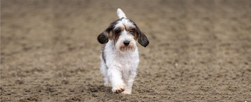 Petit basset griffon vendeen sales grooming